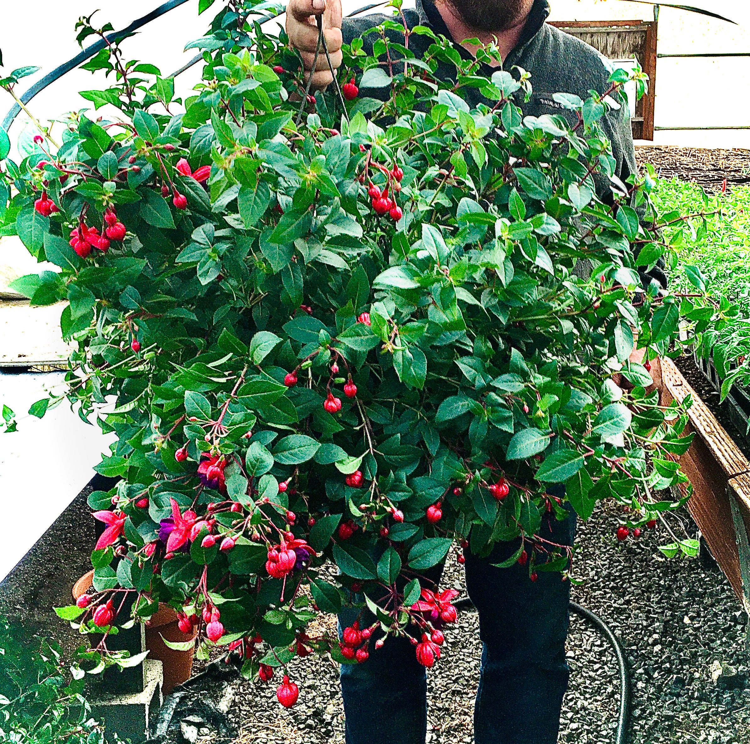 12' Fuchsia Hanging Basket (shade) | Hewitt's Greenwood Gardens Online  Farmers Market Y'all Click It We'll Pick It